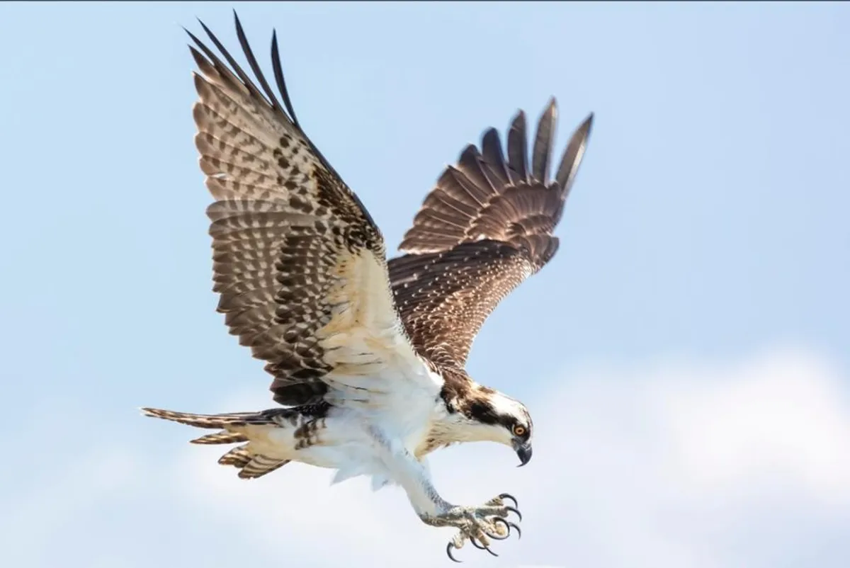 An exterior scene capturing an osprey in majestic flight against a clear sky. The image showcases the bird's wings fully outstretched, with dramatic lighting and a hint of marshland in the background, evoking the excitement of wildlife observation in the area.